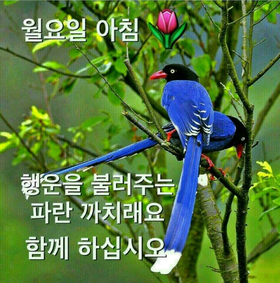 Uploaded Image
